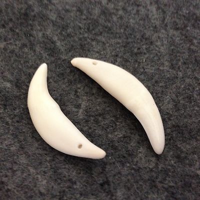 2 Coyote Teeth (Bleached) Approximately 36mm x 11mm