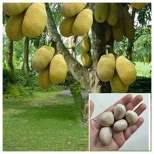 Jackfruit Fruit Fresh Tropical Fresh Synsepalum Dulcificum Organic Plant Se eds