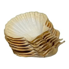 8 Large Natural Scallop Shells for Baking Coquilles St Jacques Craft Decor 4x5  