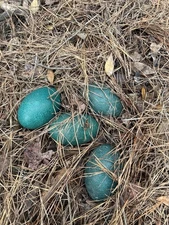 FRESH FERTILE EMU HATCHING EGGS Ready To Ship