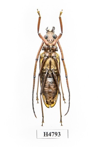 BEETLE, INSECT - H4793. Cerambycidae- 43MM, VIETNAM - Picture 2 of 3