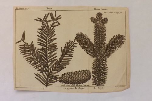 ANTIQUE ENGRAVING CIRCA 1750 A BEAUTIFUL BOTANICAL STUDY PLATE P1490