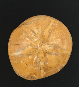 Natural polished starfish fossil crystal sand dollar specimen