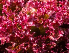 Selway Lettuce Seeds 500+ SEEDS  NON-GMO  --BUY 4 ITEMS FREE SHIPPING