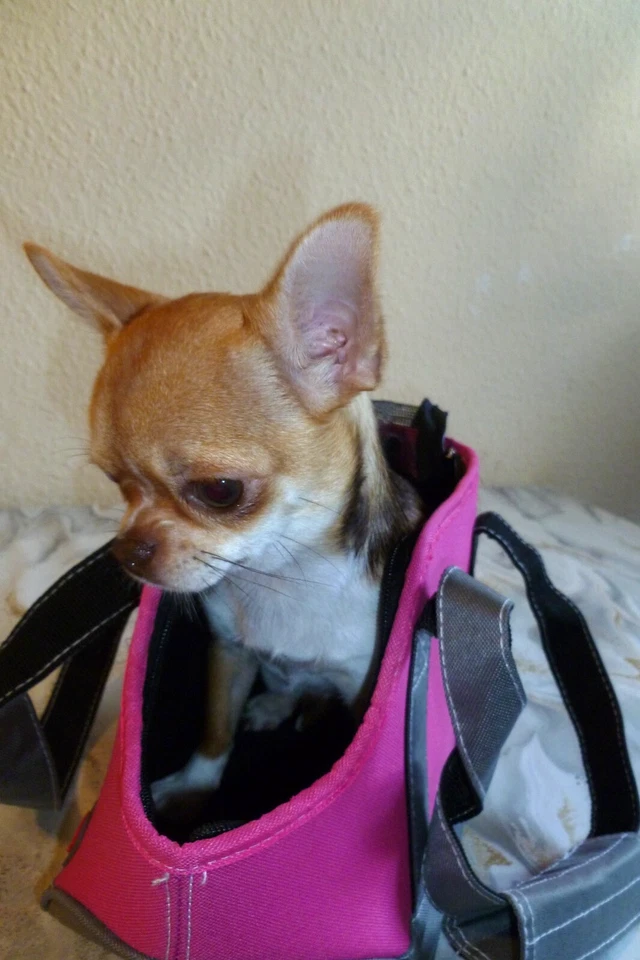 Hundetragetasche  Transporttasche für Minihunde(Chihuahua) Trixie  Neu - Bild 3 von 4
