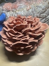(2-Pack) 5Lbs Ready to fruit Mushroom blocks