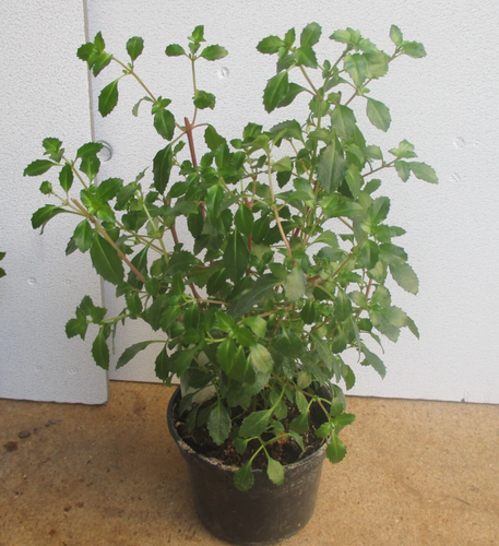 Fuchsie "Oosje", kräftige Pflanze, mini Blüte - Bild 5 von 5