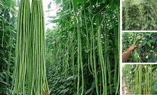 MOCCUROD 30 Yard Long Bean Seeds Asian Vegetable Long Bean String Beans