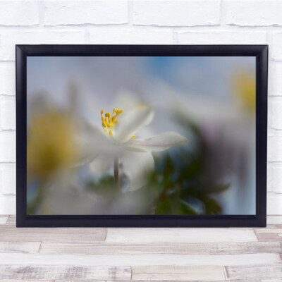 Anemone Nemorosa Makro weiche Sommerblume sanft zartes Bokeh Wandkunstdruck