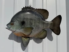 12" Bluegill Two Sided Fish Mount Replica - Quick Production
