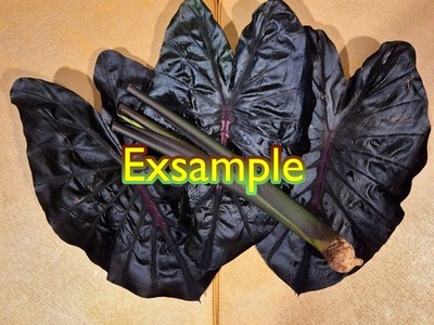 Colocasia Esculenta Fontanesii Black Stem Elephant Ear | US Colocasia Esculenta Fontanesii Black Stem Elephant Ear | US