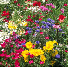 TriMix Bee & Butterfly Native UK Annual Cornflower Wild Flower Seed Mix 25g-200g