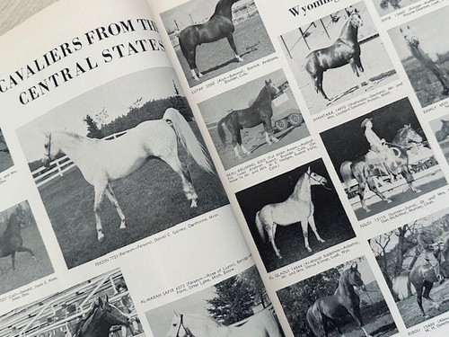Lot of 2 Arabian Horse News Stallion Issues Jan-February 1961 & February 1963 - Picture 20 of 22