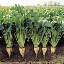 100+ seeds - Sugar Beet seeds for planting, non-GMO, fast growing, heirloom seed