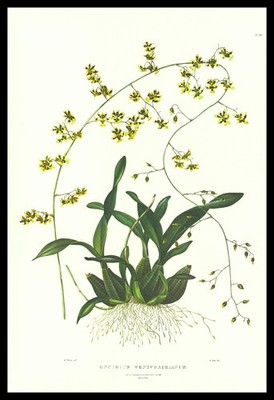 1973 Bateman Orchid Print ''Oncidium Wentworthianum'' (Earl Fitzwilliam's Oncidium