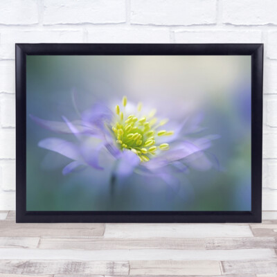 Windblume Anemone Blume blau weich zart Bokeh sanft Wandkunstdruck