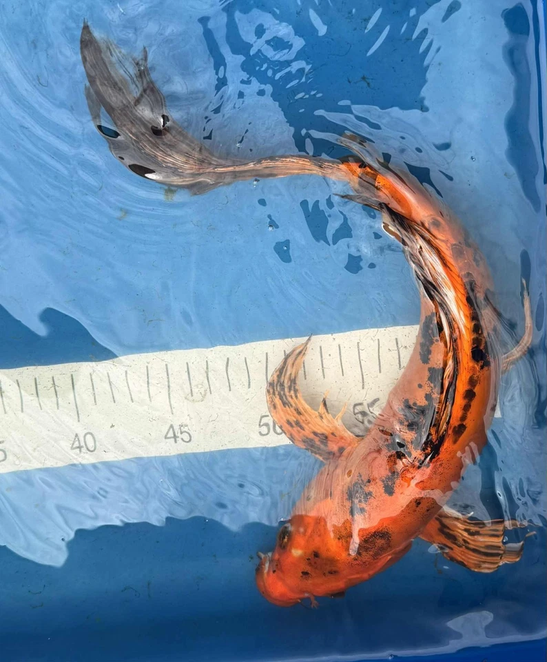 Mariposa Hi Bekko Doitsu 14 pulgadas Foto 3 de 4