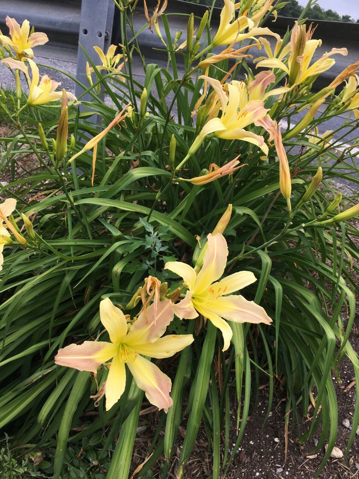 What Light Do Day Lillies Like 