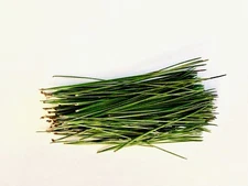 Fresh Eastern White Pine Needles and Tips Pine needle Tea Bath