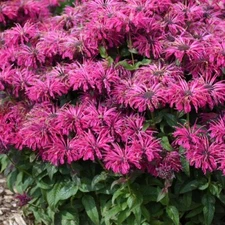 100 Razzleberry Bee Balm Seeds Flowers Seed Bloom Hummingbird Flower Seeds 1325