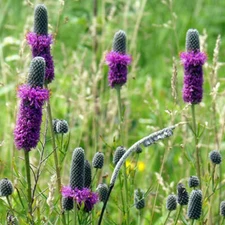 Purple Prairie Clover Seeds 250+ NATIVE WILDFLOWER USA FREE SHIPPING PERENNIAL