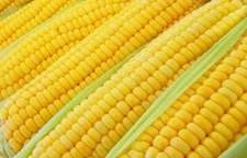 100+ Incredible Corn Seeds - Grow Tasty Sweet Corn - Big Yielder