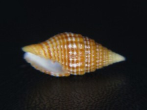 MITRA "VEXILLUM" UNIFASCIALE: HAWAIIAN LARGE RARITY @ 15.84MM!