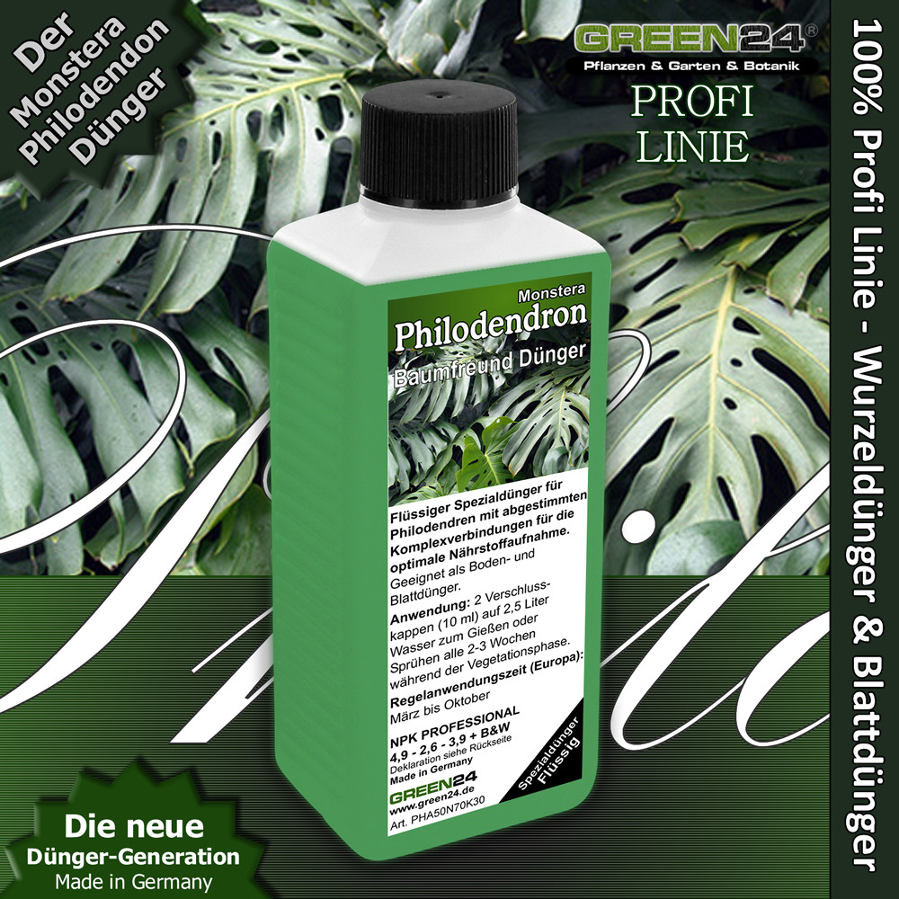 monstera obliqua peru care Monstera obliqua Peru main image 1
