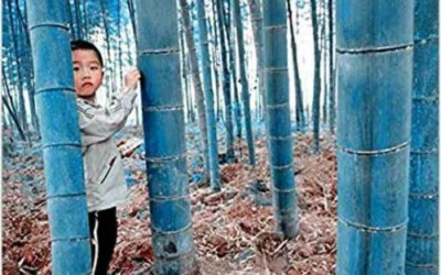 10 GIANT BLUE BAMBOO BAMBOO SEEDS PHYLLOSTACHYS + FREE SHIPPING