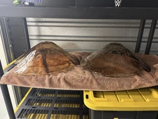 Amber Art Glass (Replacement for Franklin Iron Works) for ceiling light