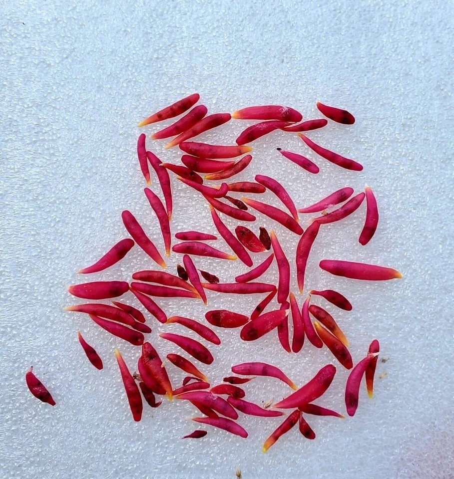  Epithelantha micromeris var. bokei (15 seeds) - Image 4 of 4