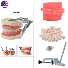 Kilgore Nissin 500 Type Dental Typodont Model 28pc Removable Teeth Mounting Pole