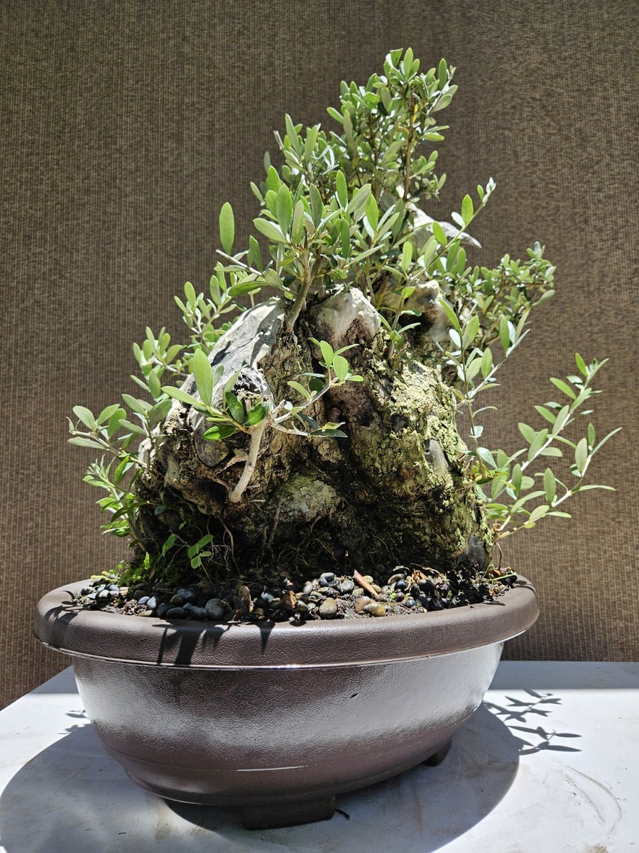 Old European Olive Bonsai Tree,,, sale | eBay