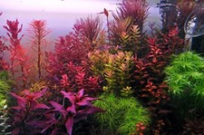 live aquarium plants 36 Stems Cuttings Colorful And Great Variety FREE S/H  