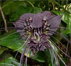Tacca chantrieri, Black Bat Devil Flower, Black Orchid Se eds Fresh 2025 Harvest