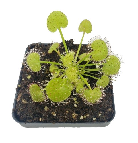 SEMI FRESCHI di Drosera riparia - Giardino Carnivoro SEMI FRESCHI di Drosera riparia - Giardino Carnivoro