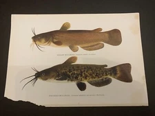 Vintage c.1910 Yellow & Speckled Bullhead Chromolithograph Bookplate Fish Print