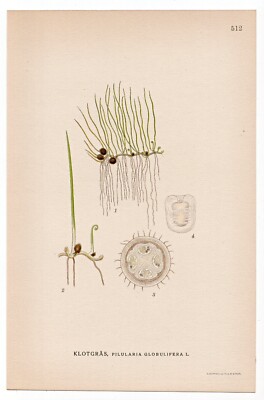 1926 Lindman Botanical Flower Print, Pillwort Fern (Pilularia globulifera)