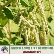 500 Green Love Lies Bleeding Amaranth Seeds, Amaranthus caudatus, Genuine USA