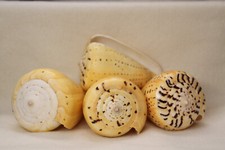 SEASHELLS, CONUS BETULINUS, Decorative Glass Bowl Display Seashells, SS-506