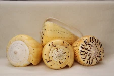 SEASHELLS, CONUS BETULINUS, Decorative Glass Bowl Display Seashells, SS-506