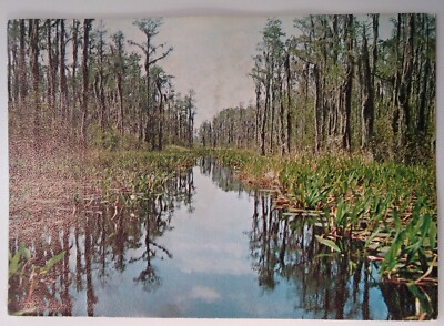 Georgia Postcard Mid 1900s Rare Okefenokee Swamp Park R. E. Drew