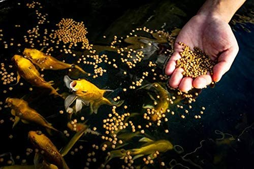 Fish Food, Platinum Professional Formula Floating Pellet, Koi and Goldfish - Picture 3 of 6