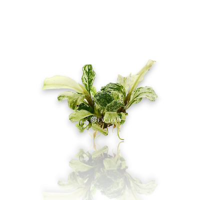 Bucephalandra White Marble | Aquarium Plants Factory® | eBay