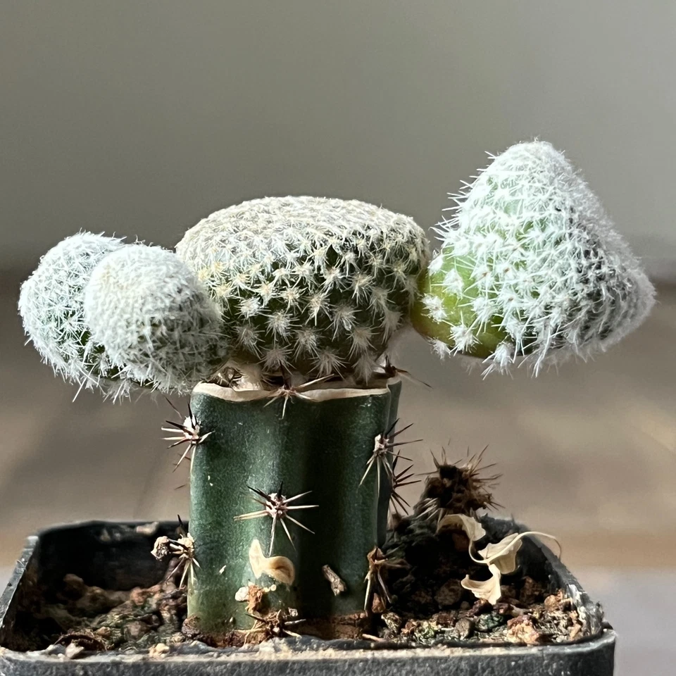 A14-4279 Puna clavarioides blanco 2 piezas (Injertado) Foto 3 de 4