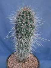Pachycereus pringlei Giant Cardon Cactus False Saguaro Hard To Find 9.5" Tall V6