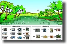The Wetlands - The Uplands Eco-System Classroom NEW CLASSROOM SCIENCE POSTER