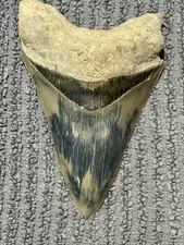 Large Megalodon Tooth Indonesia 5.25 Inches Beautiful Tooth Nice Colors