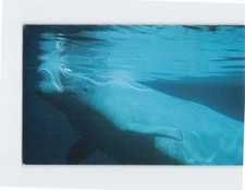 Postcard The beluga (white) whale James Bay Canada
