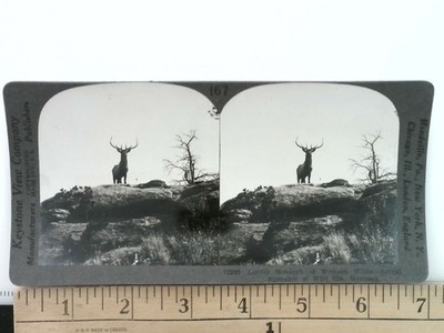 Monarch of the Western Wilds Stereoview Keystone View Co. 1900s Montana